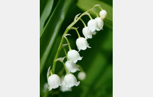 RANDO SANTE DIGOIN VAL DE LOIRE